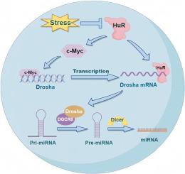 The RNA-binding protein HuR regulates microRNA biogenesis via increased drosha expression