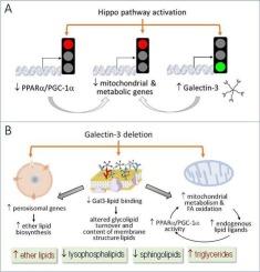 Galectin-3 gene deletion alters lipid profile in healthy and cardiomyopathy mouse hearts