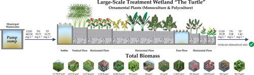 Plant biomass production in large-scale constructed wetlands under tropical climate conditions