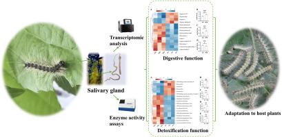 The transcriptomics of Hyphantria cunea salivary gland reveals its function in host plant adaptation