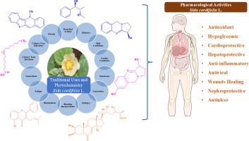 A comprehensive overview of phytochemical composition and therapeutic applications of Sida cordifolia L․