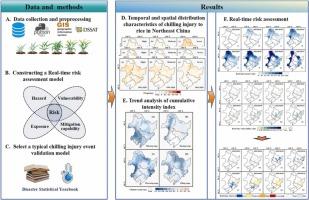 Real-time risk assessment of rice chilling injury based on disaster processes in Northeast China