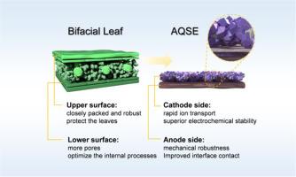 Bifacial leaf-inspired tailored design for asymmetric quasi-solid-state electrolytes enabling high-performance lithium metal batteries