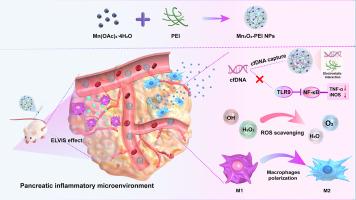 Dual-scavenging Mn3O4-PEI nanoparticles targeting ROS and cfDNA for acute pancreatitis therapy
