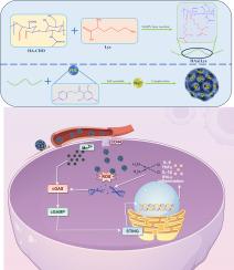 Mn2+-coordinated hyaluronic acid modified nanoparticles for phloretin delivery: Breast cancer treatment