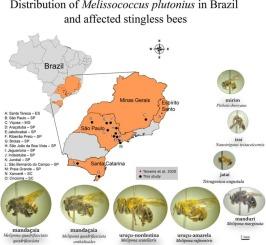 Detection and identification of Melissococcus plutonius in stingless bees (Apidae: Meliponini) from Brazil