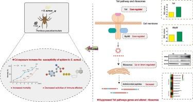 Cadmium exposure improved the susceptibility of wolf spider Pardosa pseudoannulata to pathogen