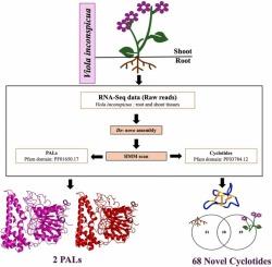 Harnessing transcriptome data of Viola inconspicua for discovery of novel cyclotides and AEP ligases
