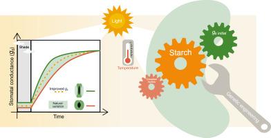 The versatile role of guard cell starch in speedy stomata: Beyond Arabidopsis