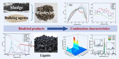 Combustion dynamic characteristics of biodried products derived from sewage sludge biodrying