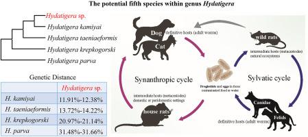 Molecular identification of the potential fifth species within genus Hydatigera (Cestoda: Taeniidae) in rodents of Guangdong province, China