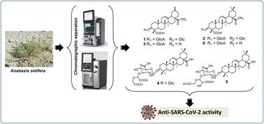 Triterpene saponins from the halophyte Anabasis setifera exhibit anti-SARS-CoV-2 properties