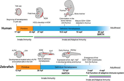 Zebrafish as a Versatile Model Organism: From Tanks to Treatment