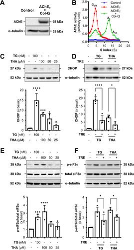 The Tacrine-Induced Endoplasmic Reticulum Stress in AChE-Expressed Cells Leads to Improper Assembly and Transport of the Oligomeric Enzyme: Reversal by Trehalose