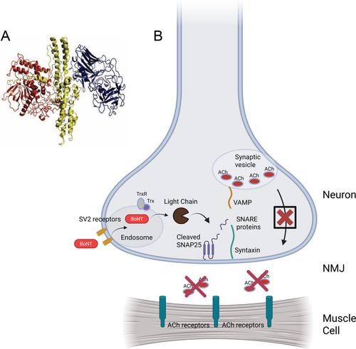 Botulinum Neurotoxins: History, Mechanism, and Applications. A Narrative Review
