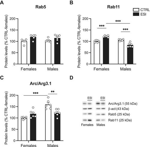 Early Life Social Isolation Dysregulates Social Reward Processing, BDNF Signaling, and Intracellular Vesicular Sorting in the Nucleus Accumbens of Male and Female Rats