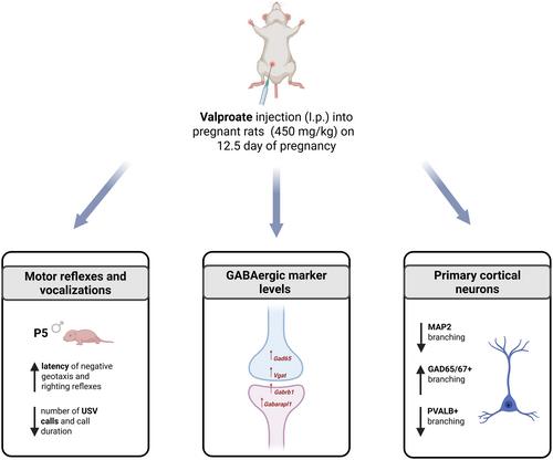 Prenatal Valproate Exposure Affects Cortical Neurite Branching, GABAergic Markers, Motor Reflexes and Ultrasonic Vocalizations in the Male Rat Pups