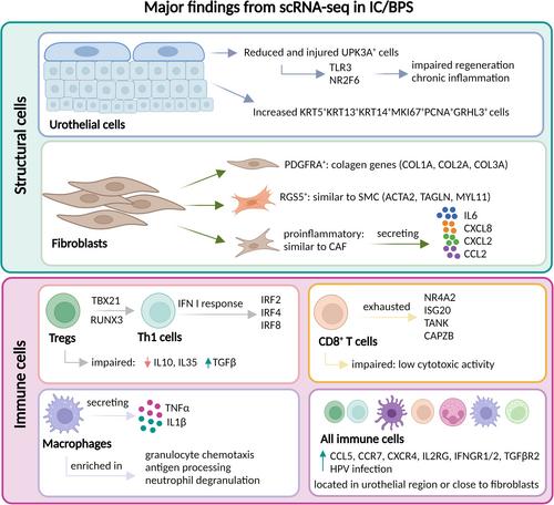 New insights into interstitial cystitis/bladder pain syndrome at single-cell resolution