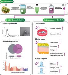 Novel exosome-like vesicles from Dendrobium officinale: Unraveling a pioneering extraction protocol and their skin anti-aging potentials