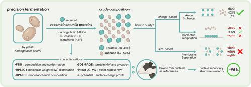 Mannan interference and purification efficiency in downstream processing of precision-fermented milk proteins from Komagataella phaffii