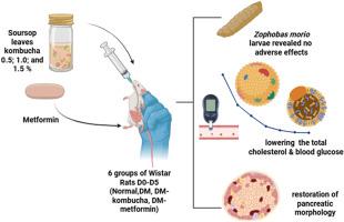 Impact of honey-enriched soursop leaves (Annona muricata) kombucha on lipid profiles and hypoglycemic properties: An in-vivo study