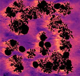 Hydrodynamics of in-canopy flow in synthetically generated coral reefs under oscillatory wave motion