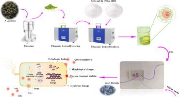 Evaluation of biological properties of green-synthesized ZnSe quantum dots using microfluidic systems: A novel approach to enhancing antibacterial activity