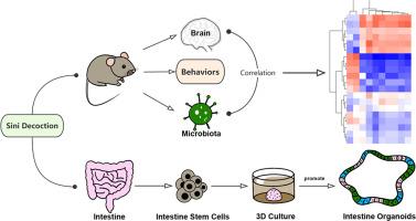 Sini decoction (SND) mitigates depressive-like behaviors through dual modulation of serotonergic biosynthesis and promotes intestinal stem cell regeneration