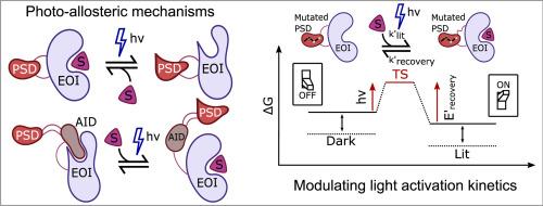 Optogenetic enzymes: A deep dive into design and impact