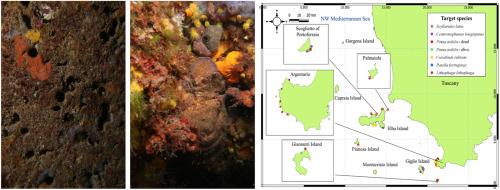 Citizen science: a key tool for addressing knowledge gaps in the conservation status of protected species in Tuscan Mediterranean Sea