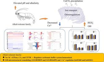 Transcriptomic profiling reveals the adaptive mechanisms of Penaeus vannamei alkali-tolerant families under combined pH and alkalinity stress