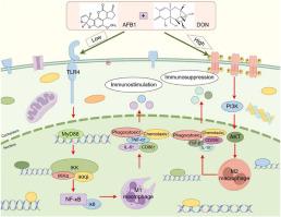 Molecular mechanism of the combined exposure to AFB1 and DON in promoting the functional and phenotypic remodeling of porcine alveolar macrophages
