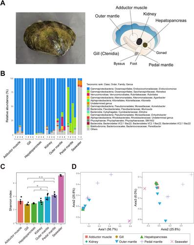 Microbiome of the Boring Giant Clam Provides Insights Into Holobiont Resilience Under Coral Reef Environmental Stress