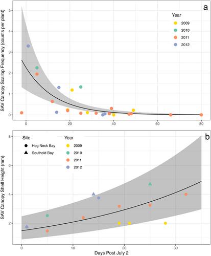 Life in a post-eelgrass world: Temporal compression of a spatial refuge from predation