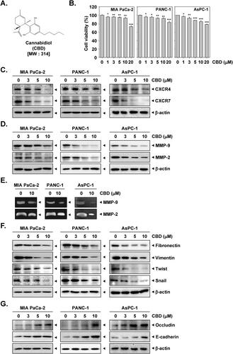 Cannabidiol Suppresses EMT in Pancreatic Cancer via Inhibition of MALAT1 lncRNA and PI3K/Akt/mTOR Signaling Pathway