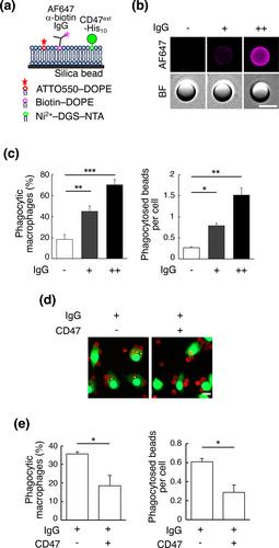 Functional Differences Between SIRPα Splice Isoforms