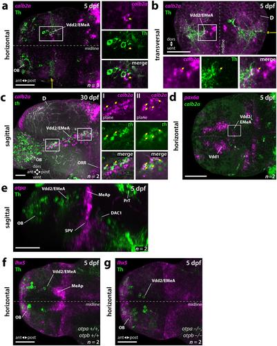 Dopaminergic Neurons in the Zebrafish Subpallium Belong to the Extended Medial Amygdala