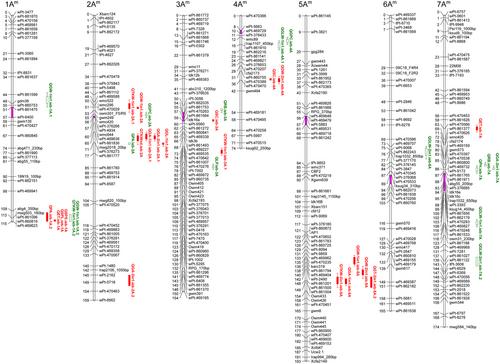 Genetic mapping of agronomically important traits in einkorn wheat