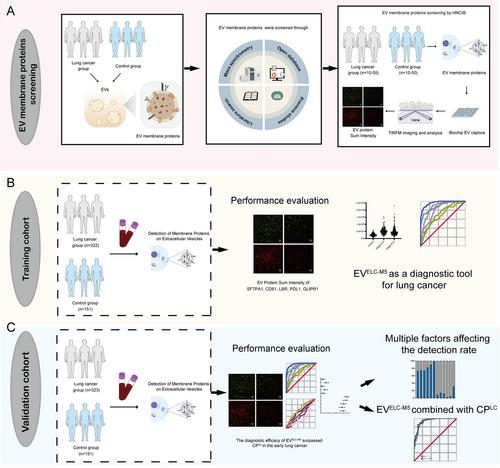 Extracellular Vesicle Protein Panel Enables Early Lung Cancer Detection in a Large Clinical Cohort