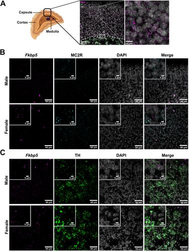 The Glucocorticoid Receptor Co-Chaperone FKBP51 in the Adrenal Cortex Is Not Involved in Regulating Hypothalamic–Pituitary–Adrenal Activity in the Mouse