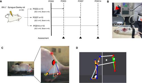 Gait Analysis During Paralysis Recovery in a Rat Incomplete Spinal Cord Injury Model