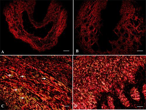 Morphological, Histochemical and Immunohistochemical Characterisation of the Penis in Free-Ranging Giant Anteaters (Myrmecophaga tridactyla)