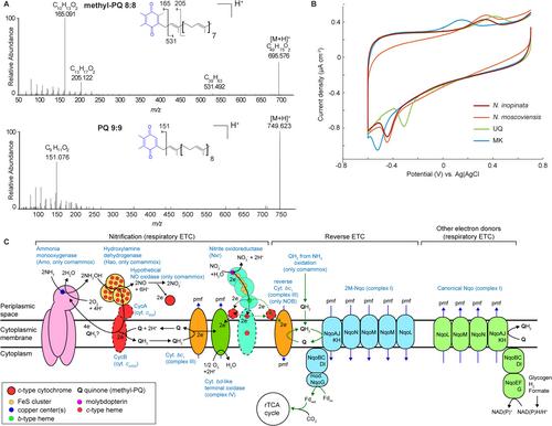 Unusual Plastoquinones in Non-Phototrophic Nitrifying Bacteria