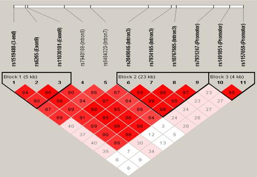 BDNF Haplotype and Personality Traits May Influence the Development of Alcohol Use Disorder in the Han Chinese Population