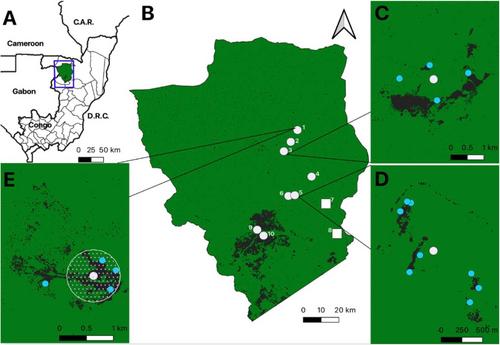 Natural Forest Clearings Enable the Persistence of Stable Spotted Hyena Populations in Congo Basin Rainforests