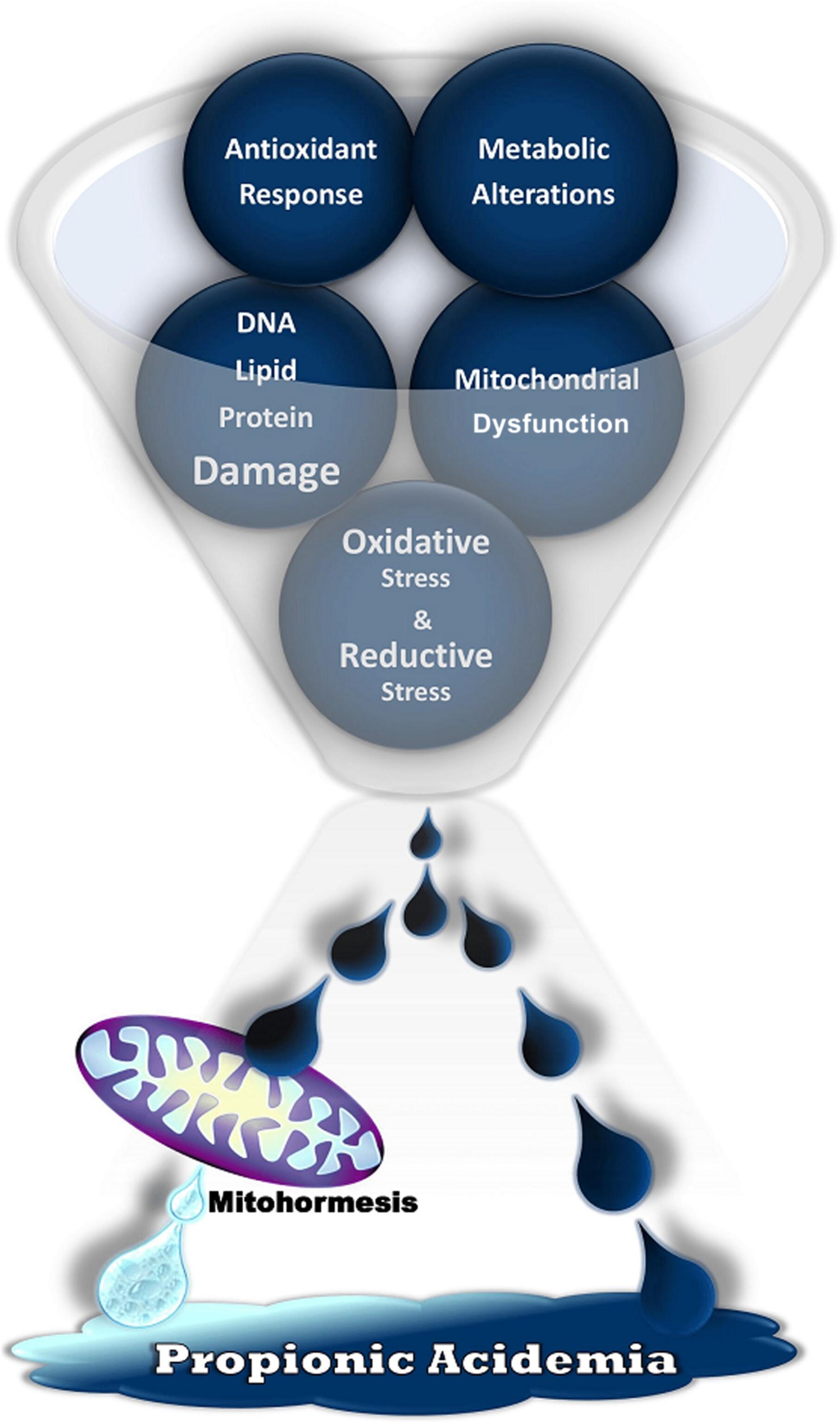 The Role of Cellular Stress, Antioxidant System Response, Mitochondrial Function, and Metabolic Alterations in the Pathophysiology of Propionic Acidemia: A Systematic Review