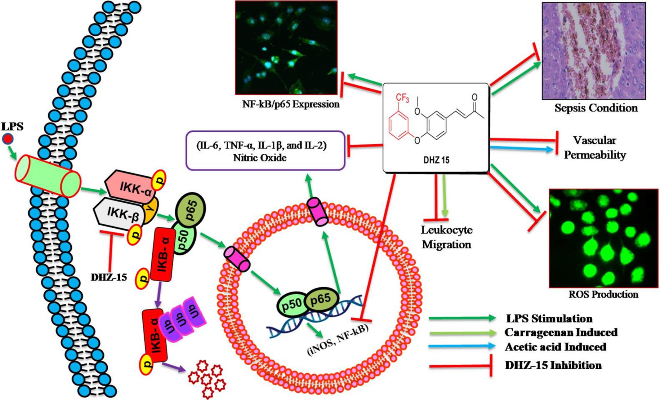 Novel Semisynthetic Derivative of Dehydrozingerone (DHZ-15) Modulates Lipopolysaccharide-Stimulated Macrophages by Targeting the NF-κB/p65 Pathway and In Vivo Evaluation in a Sepsis BALB/c Model