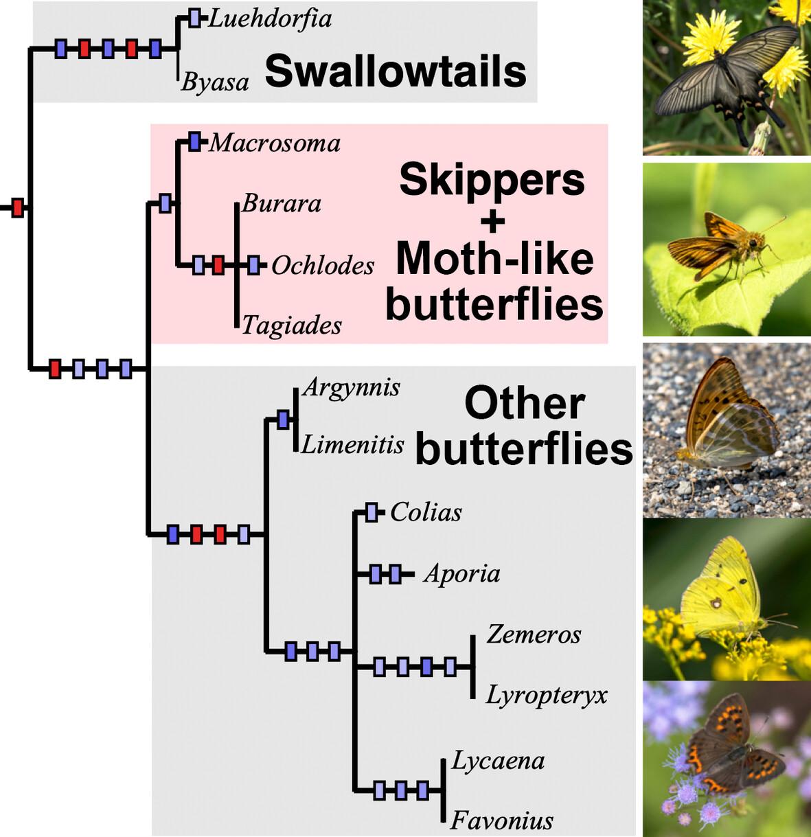 Wing base morphology supports paraphyly of Papilionoidea s.s. (Lepidoptera)