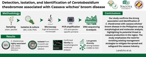 Detection, isolation, and identification of Rhizoctonia theobromae associated with cassava witches’ broom disease in the Philippines