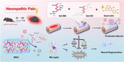 Injectable ROS homeostasis protective hydrogel inhibiting microglial ferroptosis through the Nrf2/Slc7a11/Gpx4 to alleviate neuropathic pain and promote spinal cord injury repair